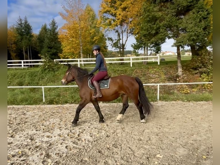 Noriker Stute 15 Jahre 155 cm Brauner in Pelmberg