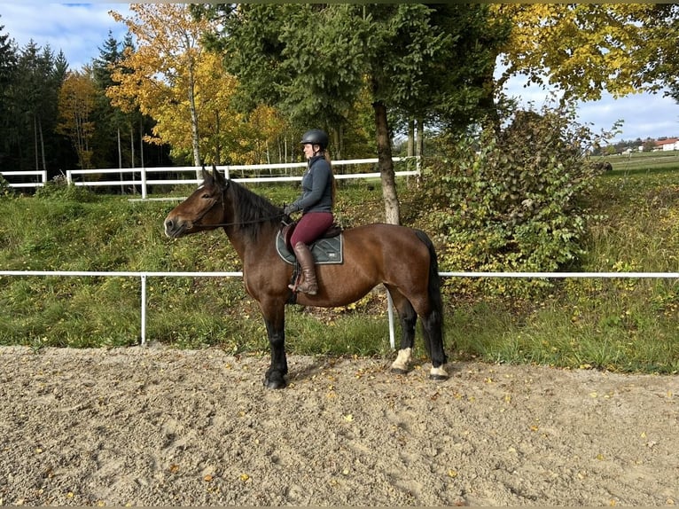 Noriker Stute 15 Jahre 155 cm Brauner in Pelmberg