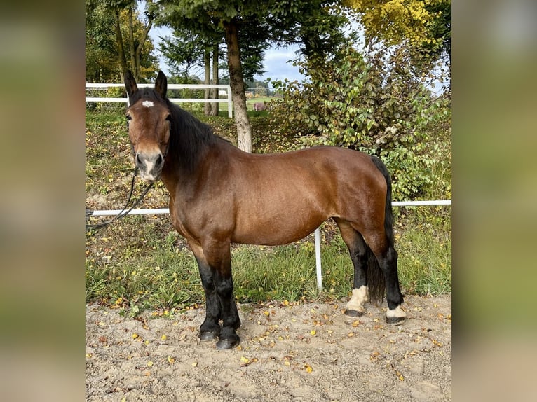 Noriker Stute 15 Jahre 155 cm Brauner in Pelmberg