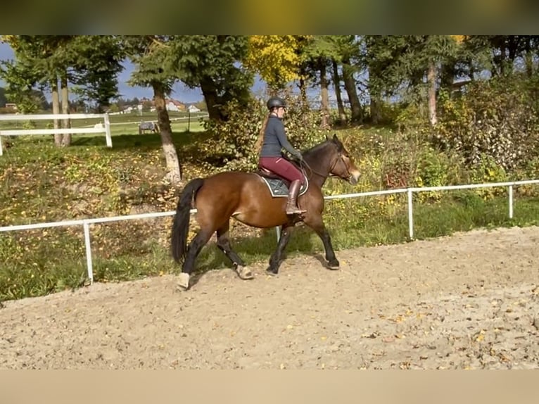 Noriker Stute 15 Jahre 155 cm Brauner in Pelmberg