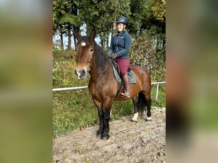 Noriker Stute 15 Jahre 155 cm Brauner in Pelmberg