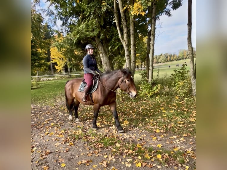 Noriker Stute 15 Jahre 155 cm Brauner in Pelmberg