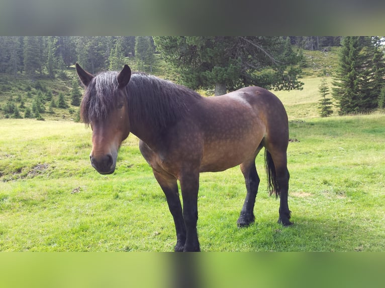 Noriker Stute 15 Jahre 160 cm Brauner in Reichenfels