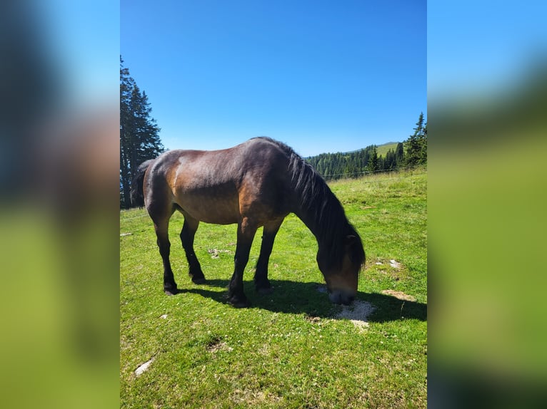 Noriker Stute 15 Jahre 160 cm Brauner in Reichenfels