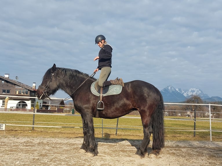 Noriker Stute 15 Jahre 163 cm Rappe in Kirchbichl