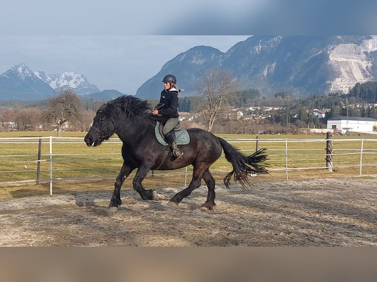 Noriker Stute 15 Jahre 163 cm Rappe in Kirchbichl