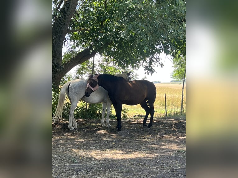 Noriker Stute 15 Jahre 165 cm Dunkelbrauner in Oberschwarzach ( Mutzenroth )