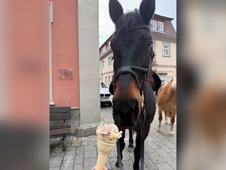 Noriker Stute 15 Jahre 165 cm Dunkelbrauner in Oberschwarzach ( Mutzenroth )