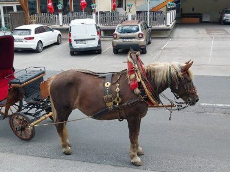 Noriker Stute 16 Jahre 165 cm Fuchs in Obertilliach