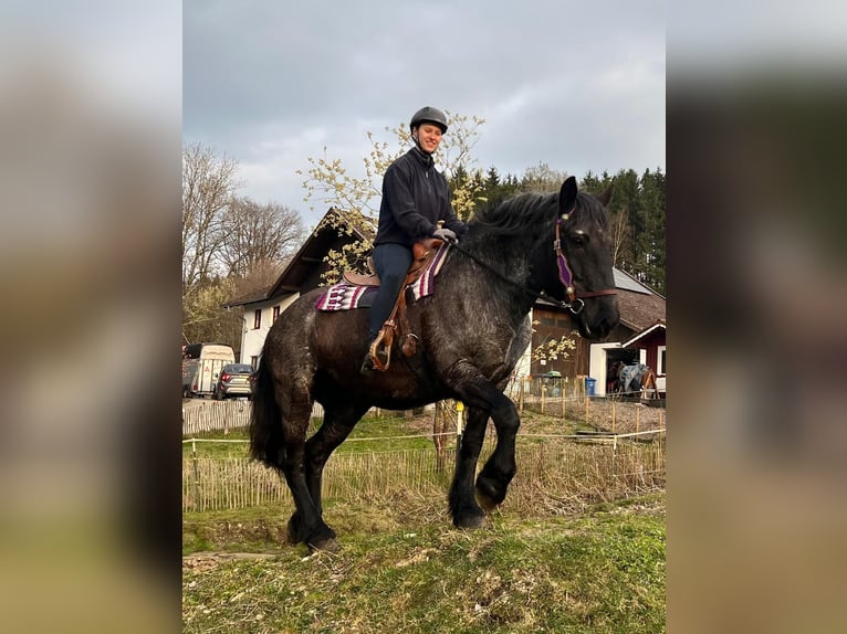 Noriker Stute 17 Jahre 157 cm Roan-Blue in Bayerbach
