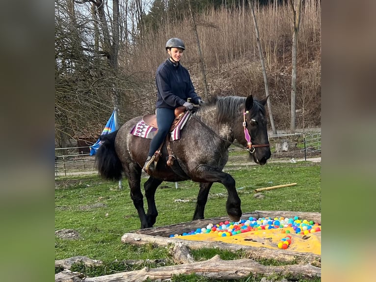 Noriker Stute 17 Jahre 157 cm Roan-Blue in Bayerbach