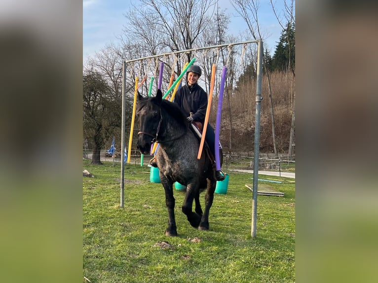 Noriker Stute 17 Jahre 157 cm Roan-Blue in Bayerbach