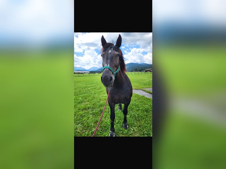 Noriker Stute 17 Jahre 162 cm Rappe in WallgauWallgau
