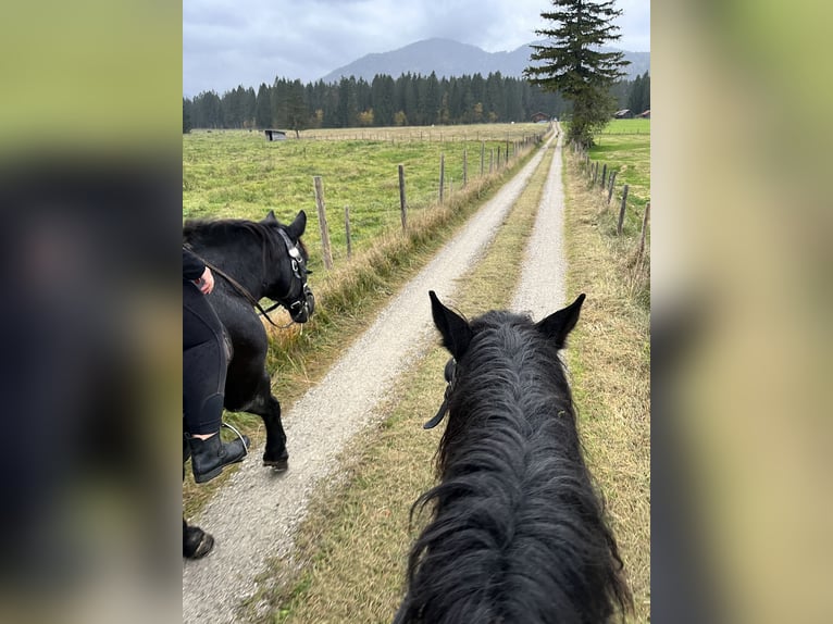 Noriker Stute 17 Jahre 162 cm Rappe in WallgauWallgau