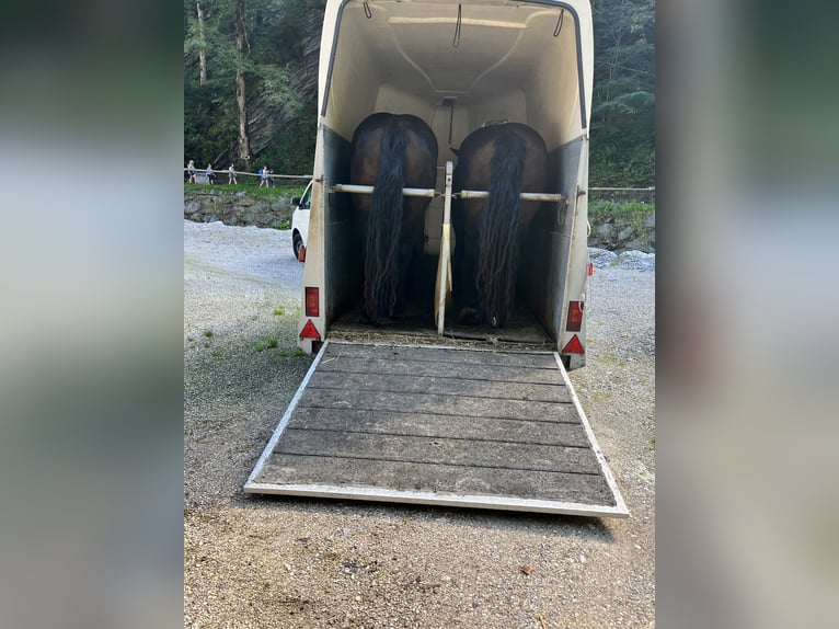 Noriker Stute 17 Jahre 162 cm Rappe in WallgauWallgau