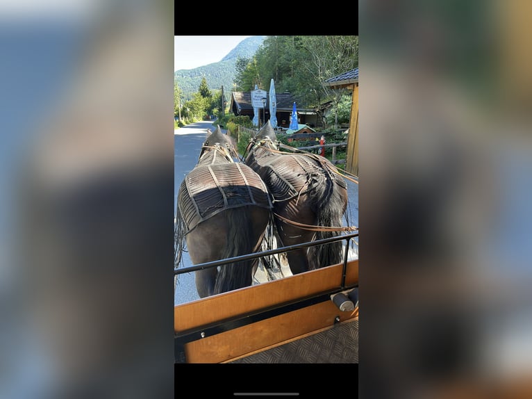 Noriker Stute 17 Jahre 162 cm Rappe in WallgauWallgau