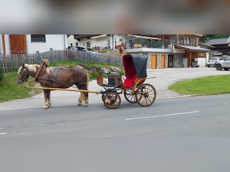 Noriker Stute 17 Jahre 165 cm Fuchs in Obertilliach