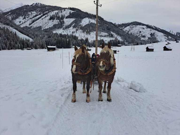 Noriker Stute 17 Jahre 165 cm Fuchs in Obertilliach