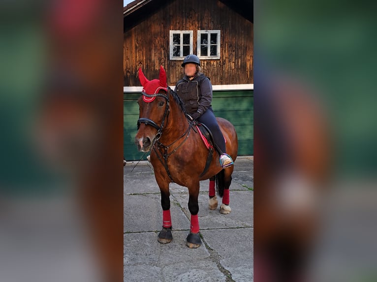 Noriker Stute 19 Jahre 158 cm Brauner in Fünfling