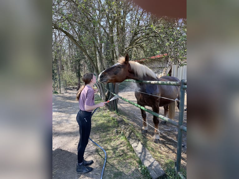 Noriker Stute 19 Jahre 162 cm Fuchs in Wien, Leopoldstadt