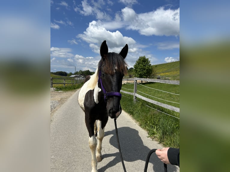 Noriker Stute 1 Jahr 143 cm in Schwabsoien
