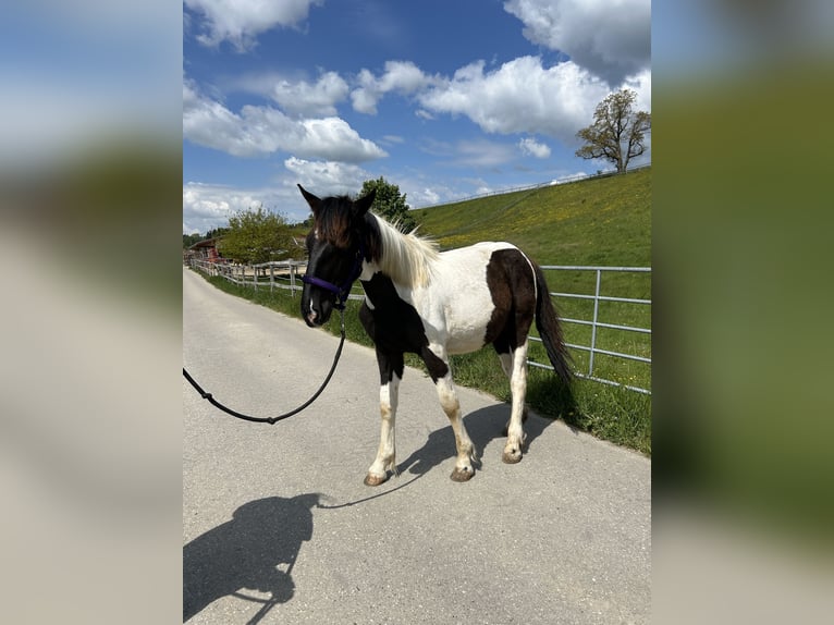 Noriker Stute 1 Jahr 143 cm in Schwabsoien