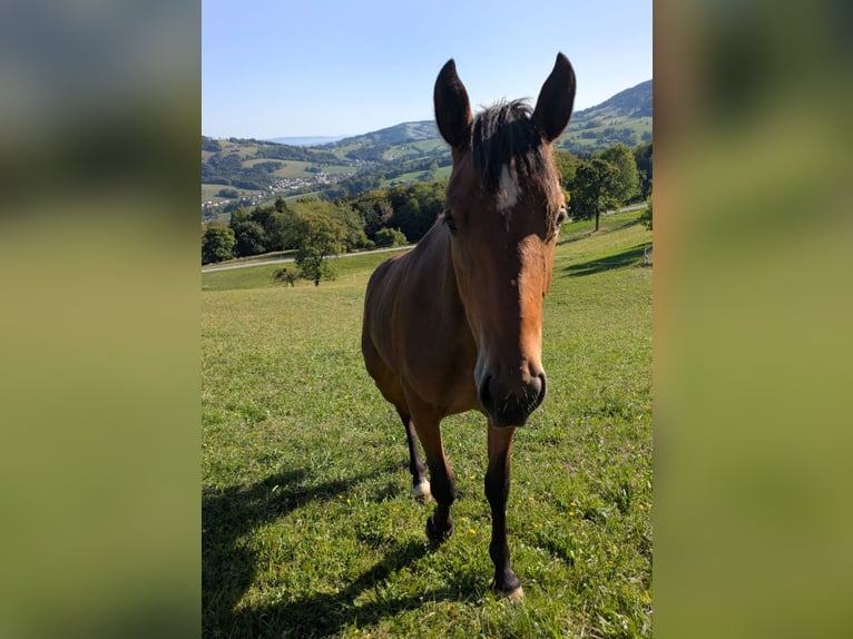 Noriker Mix Stute 1 Jahr 155 cm Brauner in Texing