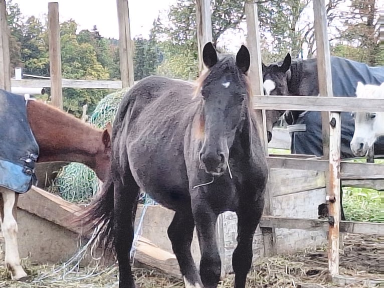 Noriker Stute 1 Jahr 155 cm Rappe in Sierning