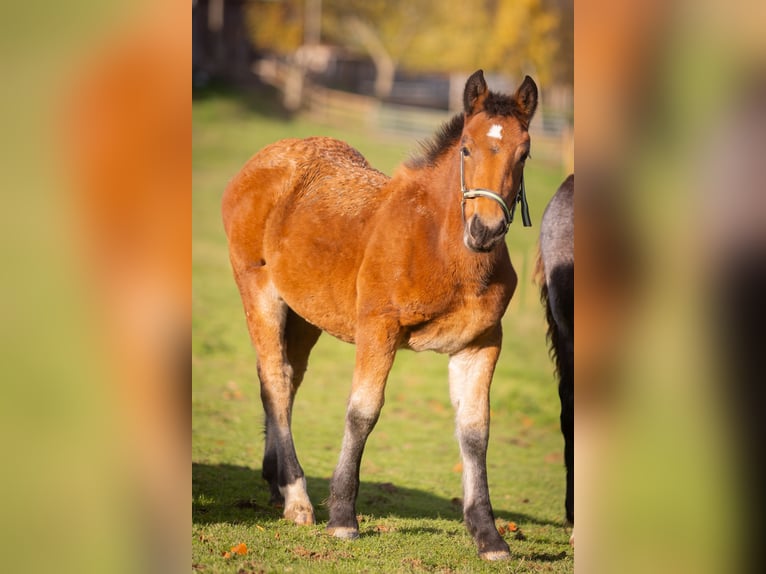 Noriker Stute 1 Jahr 156 cm Brauner in Much