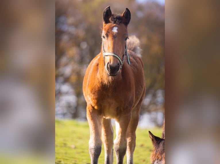 Noriker Stute 1 Jahr 156 cm Brauner in Much