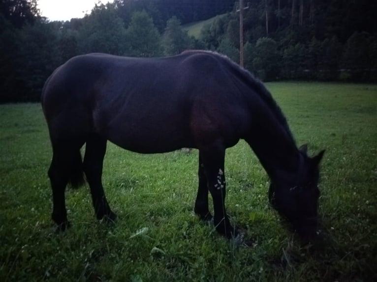 Noriker Stute 1 Jahr 157 cm Rappe in Urfahr