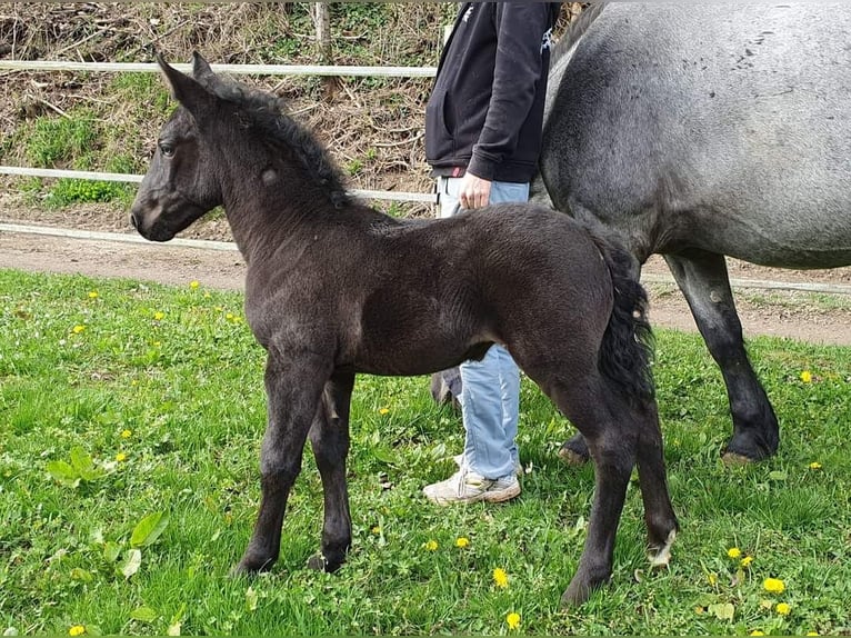 Noriker Stute 1 Jahr 160 cm Blauschimmel in Immensee