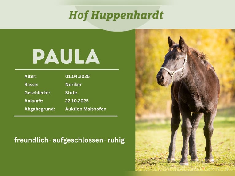 Noriker Stute 1 Jahr 162 cm Rappe in Much