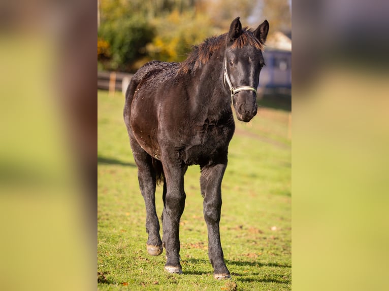 Noriker Stute 1 Jahr 162 cm Rappe in Much