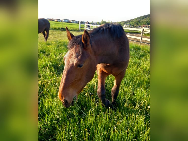 Noriker Stute 1 Jahr Brauner in Munderfing