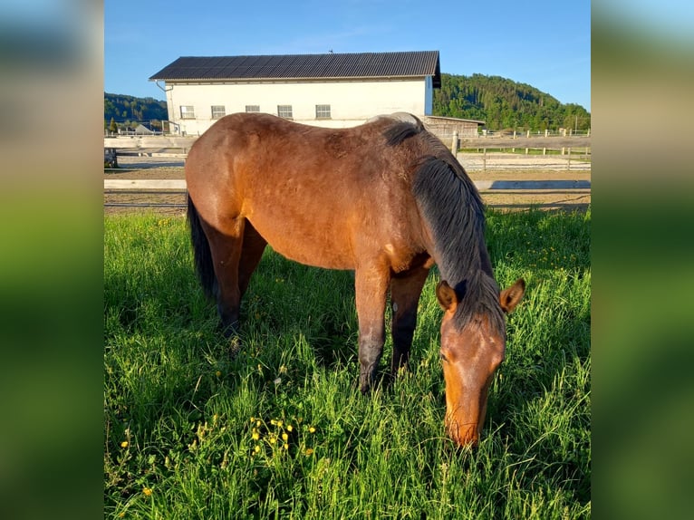 Noriker Stute 1 Jahr Brauner in Munderfing