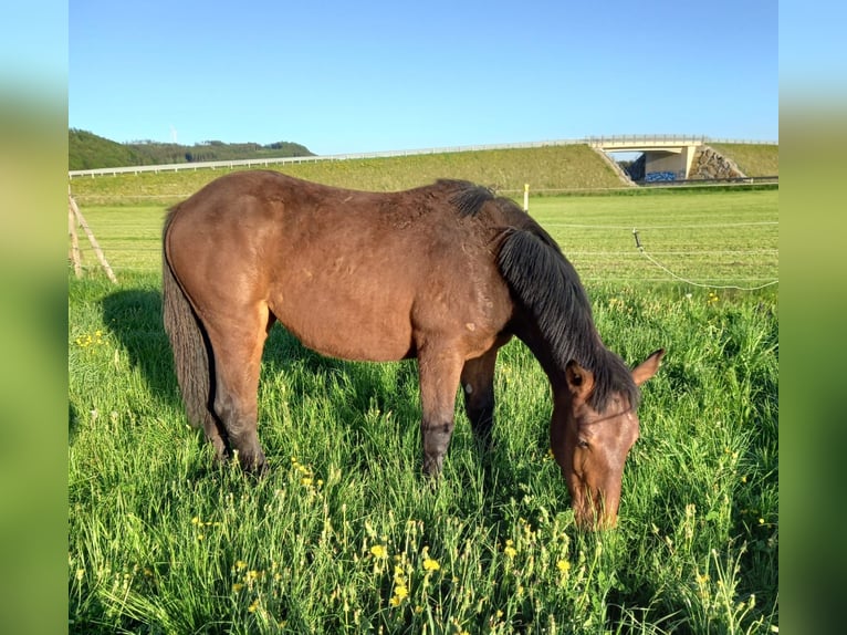 Noriker Stute 1 Jahr Brauner in Munderfing