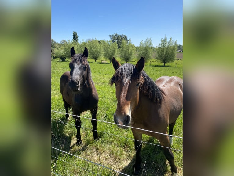 Noriker Stute 1 Jahr Brauner in Wegberg