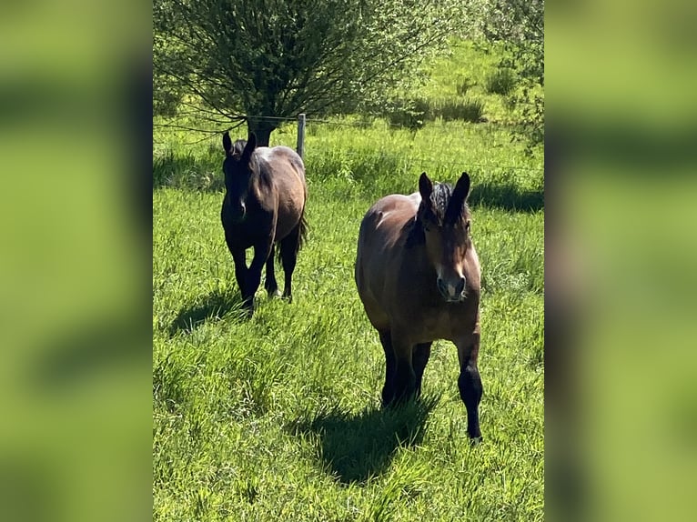 Noriker Stute 1 Jahr Brauner in Wegberg