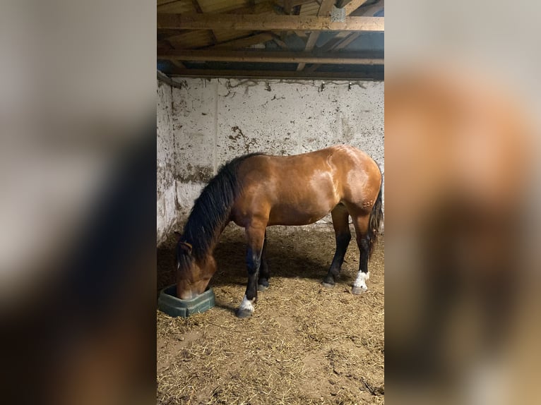 Noriker Stute 1 Jahr Brauner in Wegberg