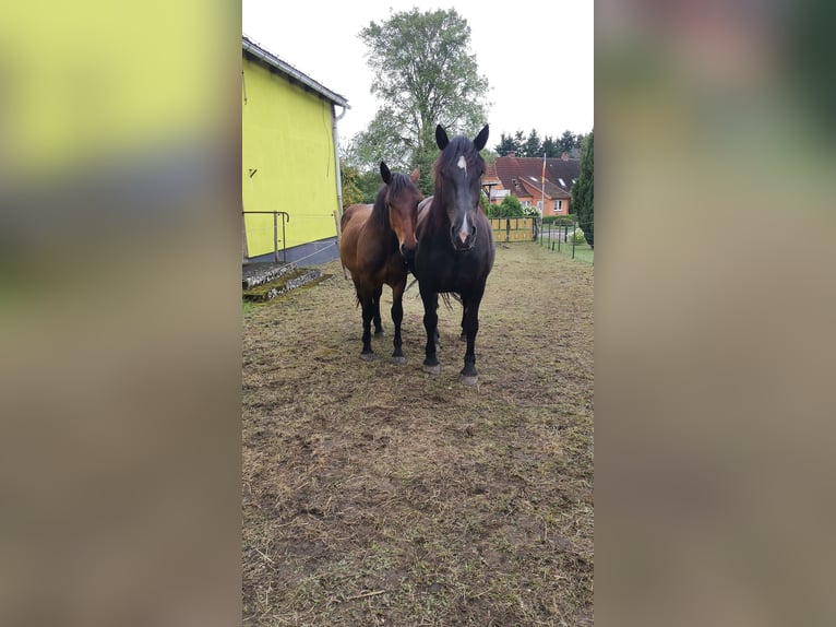 Noriker Stute 1 Jahr Brauner in Diestelow