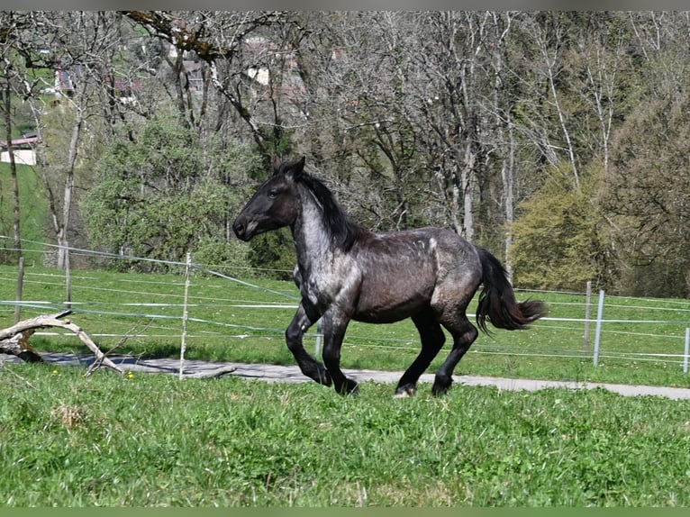 Noriker Stute 1 Jahr Braunfalbschimmel in Klettgau