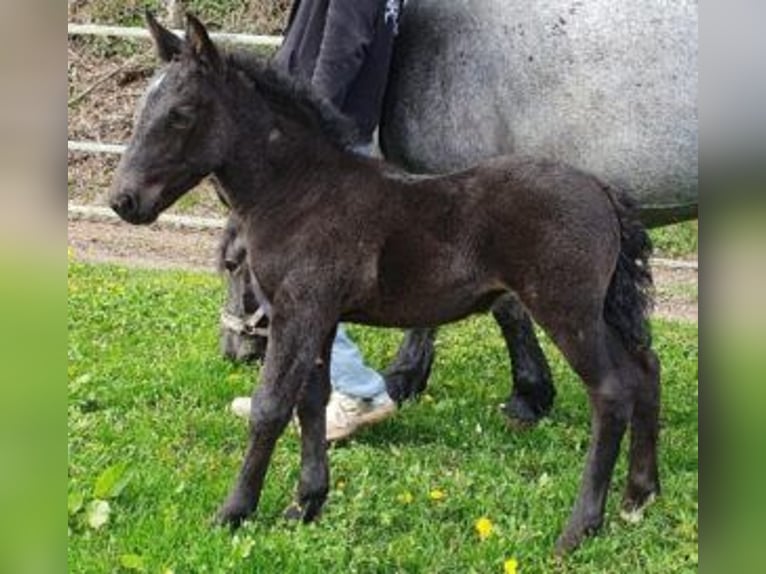 Noriker Stute 1 Jahr Braunfalbschimmel in Klettgau