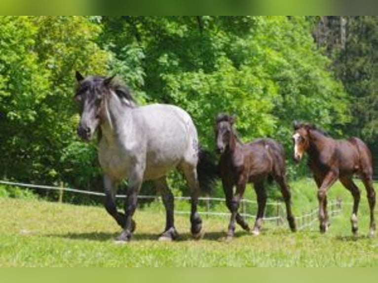 Noriker Stute 1 Jahr Braunfalbschimmel in Klettgau