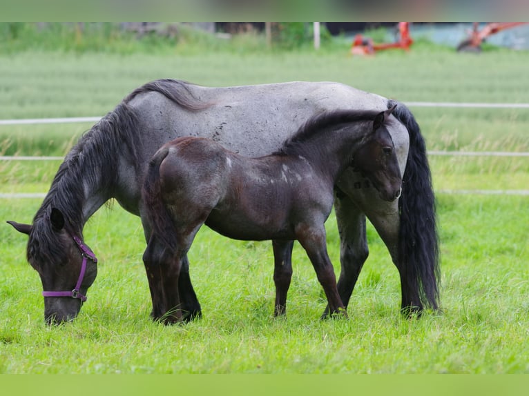 Noriker Stute 1 Jahr Braunfalbschimmel in Klettgau