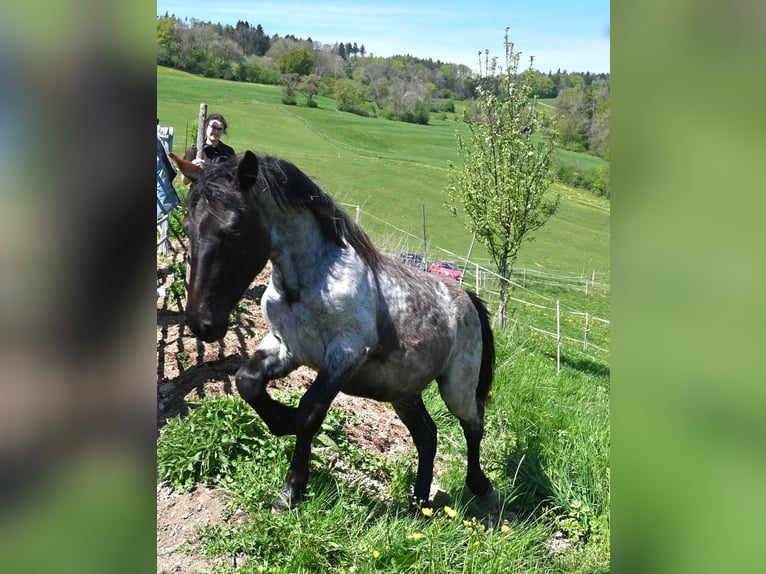 Noriker Stute 1 Jahr Braunfalbschimmel in Klettgau