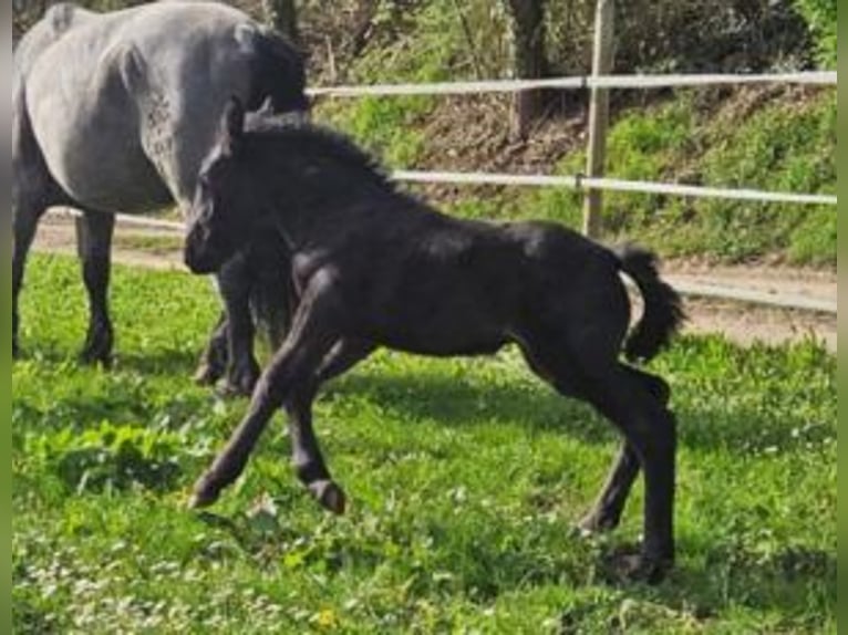 Noriker Stute 1 Jahr Braunfalbschimmel in Klettgau