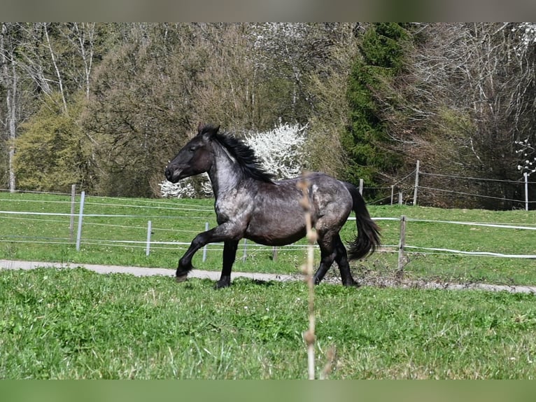 Noriker Stute 1 Jahr Braunfalbschimmel in Klettgau