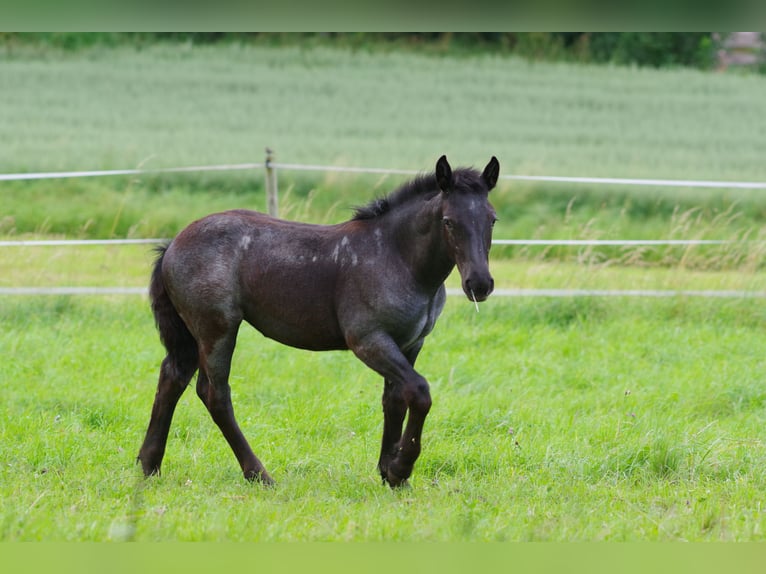 Noriker Stute 1 Jahr Braunfalbschimmel in Klettgau