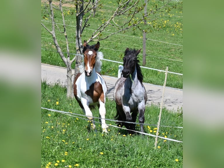 Noriker Stute 1 Jahr Braunfalbschimmel in Klettgau